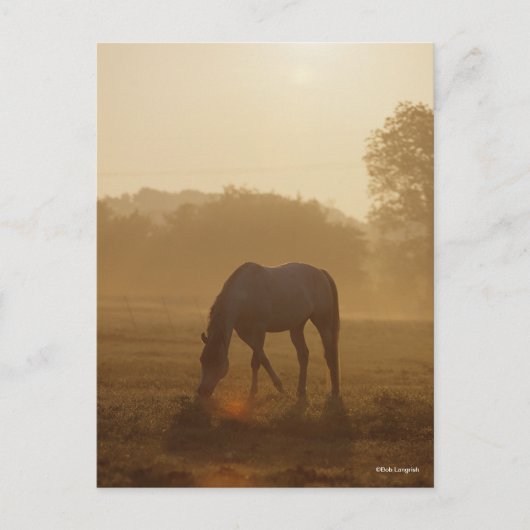 ボブラングリシュ |日没のアラブの放牧 ポストカード (正面)