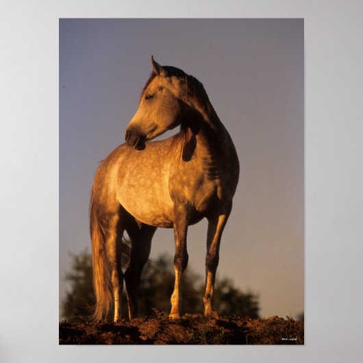 ボブラングリシュ |日没の丘に立つアラブ ポスター (正面)