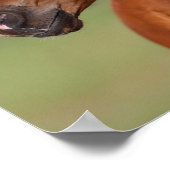 ボブラングリシュ |栗のアラブのフォーールヘッドショット ポスター (角)