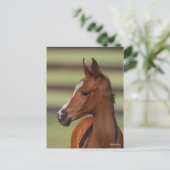 ボブラングリシュ |栗のアラブのフォーールヘッドショット ポストカード (スタンド正面)