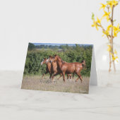 ボブラングリシュ |栗のアラブの馬3頭 カード (黄色い花)