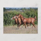 ボブラングリシュ |栗のアラブの馬3頭 ポストカード (正面)