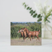 ボブラングリシュ |栗のアラブの馬3頭 ポストカード (スタンド正面)