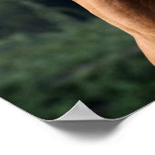 ボブラングリシュ |栗のアラブスタリオンヘッドショット ポスター (角)