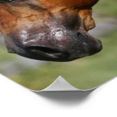 ボブラングリシュ |栗のアラブスタリオンヘッドショット ポスター (角)