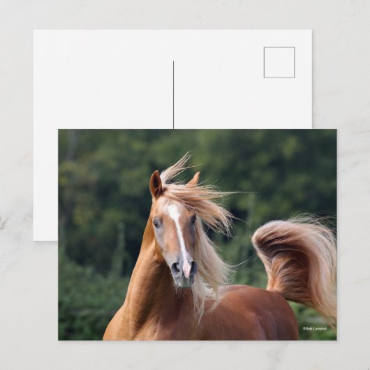 ボブラングリシュ |栗のアラブスタリオンヘッドショット ポストカード (正面/裏面)