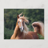 ボブラングリシュ |栗のアラブスタリオンヘッドショット ポストカード (正面)