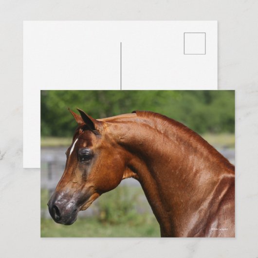ボブラングリシュ |栗のアラブスタリオンヘッドショット ポストカード (正面/裏面)
