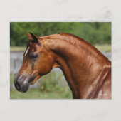 ボブラングリシュ |栗のアラブスタリオンヘッドショット ポストカード (正面)