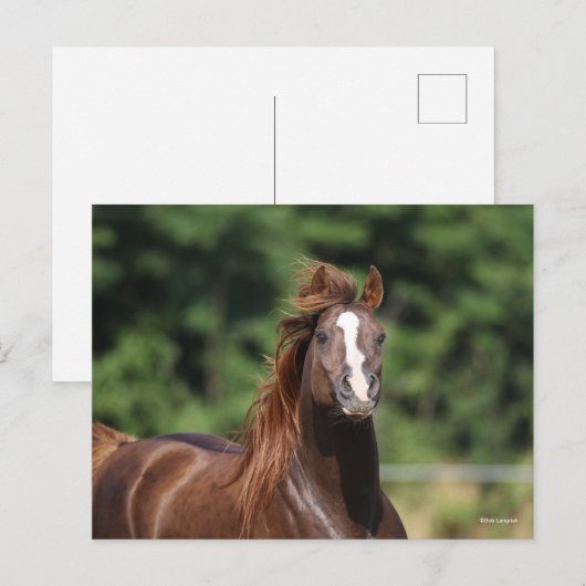 ボブラングリシュ |栗のアラブスタリオンヘッドショット ポストカード (正面/裏面)