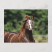 ボブラングリシュ |栗のアラブスタリオンヘッドショット ポストカード (正面)