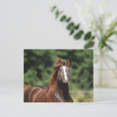 ボブラングリシュ |栗のアラブスタリオンヘッドショット ポストカード (スタンド正面)