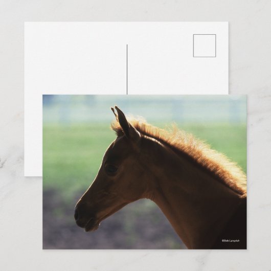 ボブラングリシュ |栗のアラブフォールのバックライトヘッドショット ポストカード (正面/裏面)