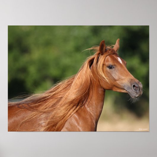 ボブラングリシュ |栗のアラブヘッドショットマネ流れ ポスター (正面)