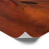 ボブラングリシュ |栗のアラブヘッドショット ポスター (角)