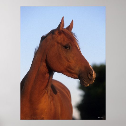 ボブラングリシュ |栗のアラブヘッドショット ポスター (正面)