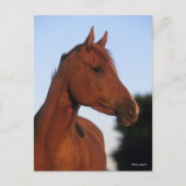 ボブラングリシュ |栗のアラブヘッドショット ポストカード (正面)