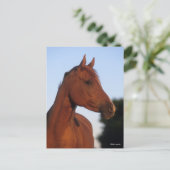 ボブラングリシュ |栗のアラブヘッドショット ポストカード (スタンド正面)