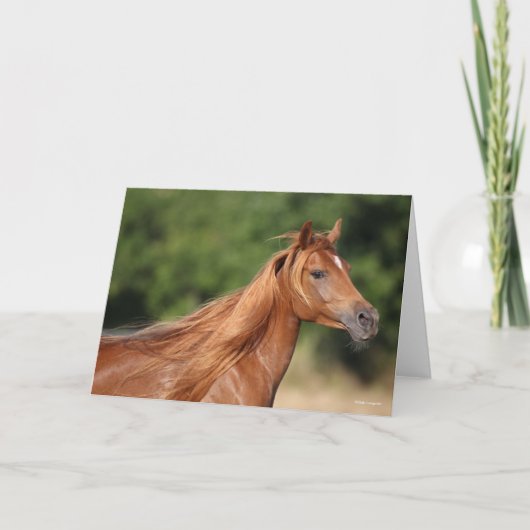 ボブラングリシュ |栗のアラブ首（しゅ）の真（ま）根（ね）が流れる カード (正面)