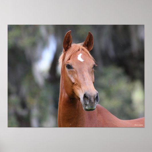 ボブラングリシュ |栗のオルデンバーグヘッドショット ポスター (正面)