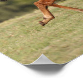 ボブラングリシュ |栗のクォーターホースフォールランニングズ ポスター (角)