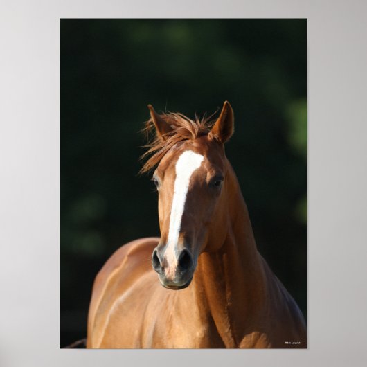 ボブラングリシュ |栗のクォーターホースヘッドショット ポスター (正面)
