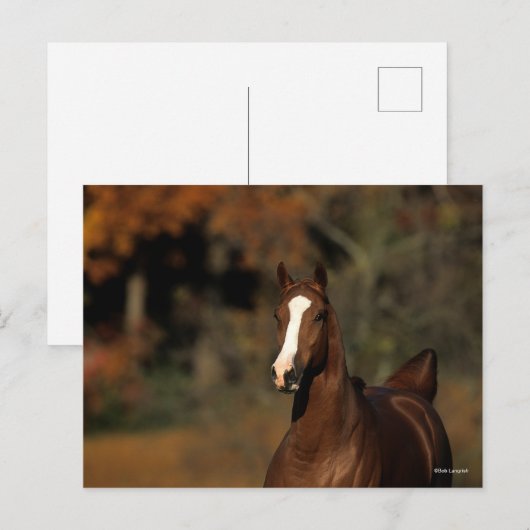 ボブラングリシュ |栗のサラブレッドのヘッドショット ポストカード (正面/裏面)