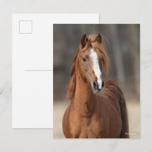 ボブラングリシュ |栗のハックニー・ポニー・ヘッドショット ポストカード (正面/裏面)