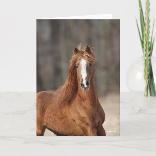 ボブラングリシュ |栗の辻馬車 カード (正面)