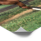 ボブラングリシュ |栗アラブスタリオンの飼育 ポスター (角)