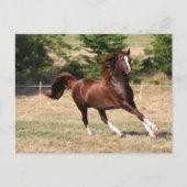 ボブラングリシュ |栗アラブスタリオンランニングの3 ポストカード (正面)