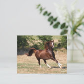 ボブラングリシュ |栗アラブスタリオンランニングの3 ポストカード (スタンド正面)