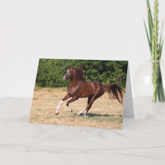 ボブラングリシュ |栗アラブスタリオンランニングズ カード (正面)