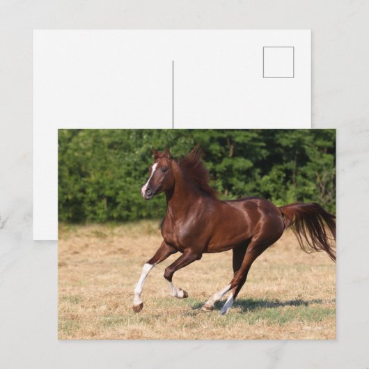 ボブラングリシュ |栗アラブスタリオンランニングズ ポストカード (正面/裏面)
