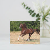 ボブラングリシュ |栗アラブスタリオンランニングズ ポストカード (スタンド正面)