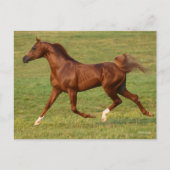 ボブラングリシュ |栗アラブスタリオンランニングズ ポストカード (正面)