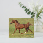 ボブラングリシュ |栗アラブスタリオンランニングズ ポストカード (スタンド正面)