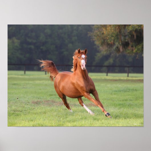 ボブラングリシュ |栗オルデンブルクランニング ポスター (正面)