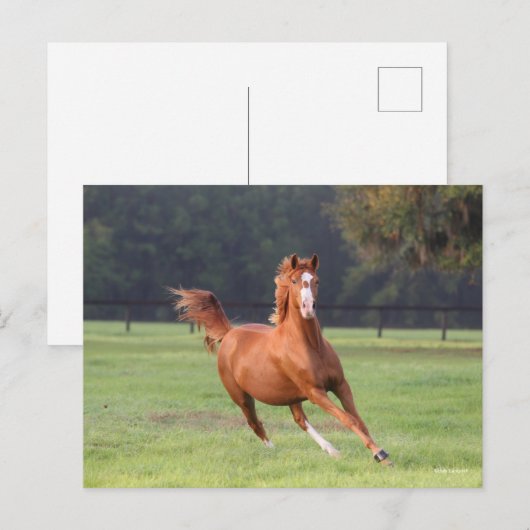 ボブラングリシュ |栗オルデンブルクランニング ポストカード (正面/裏面)