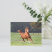 ボブラングリシュ |栗オルデンブルクランニング ポストカード (スタンド正面)