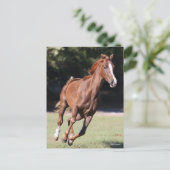 ボブラングリシュ |栗テネシー・ウォーカーランニング・ウォーカー ポストカード (スタンド正面)