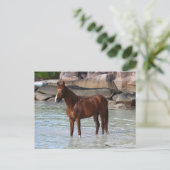 ボブラングリシュ |水中に立つアラブスタリオン ポストカード (スタンド正面)