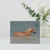 ボブラングリシュ 海で泳ぐハフリンガー馬|海で泳ぐ馬 ポストカード (スタンド正面)