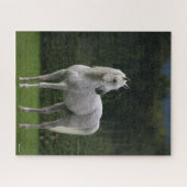 ボブラングリシュ |灰色のアラブのスタリオン立ち ジグソーパズル (横)