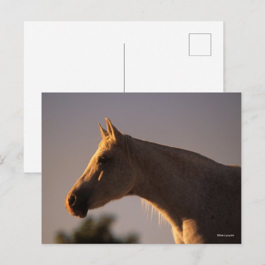 ボブラングリシュ |灰色のアラブ人が逆光で立つヘッドショット ポストカード (正面/裏面)