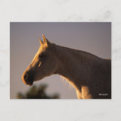 ボブラングリシュ |灰色のアラブ人が逆光で立つヘッドショット ポストカード (正面)