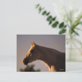 ボブラングリシュ |灰色のアラブ人が逆光で立つヘッドショット ポストカード (スタンド正面)