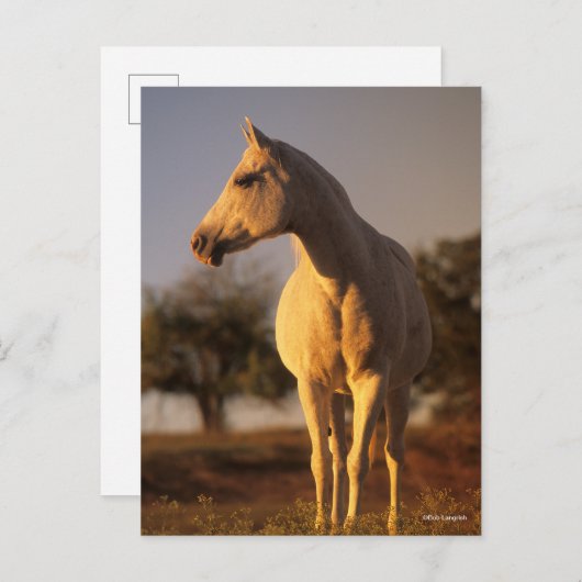 ボブラングリシュ |灰色のアラブ人の立ち並び ポストカード (正面/裏面)