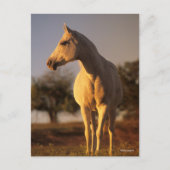 ボブラングリシュ |灰色のアラブ人の立ち並び ポストカード (正面)