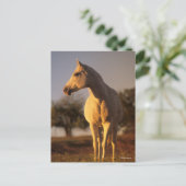 ボブラングリシュ |灰色のアラブ人の立ち並び ポストカード (スタンド正面)